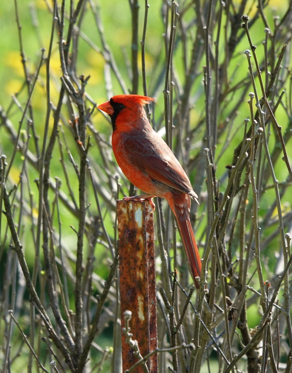 Northern Cardinal - Julie Perry