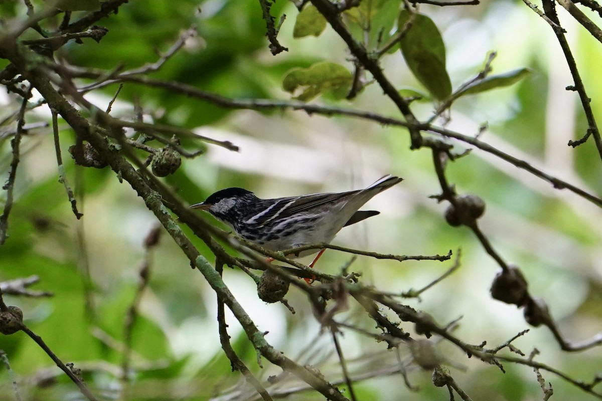 Blackpoll Warbler - MIck Griffin