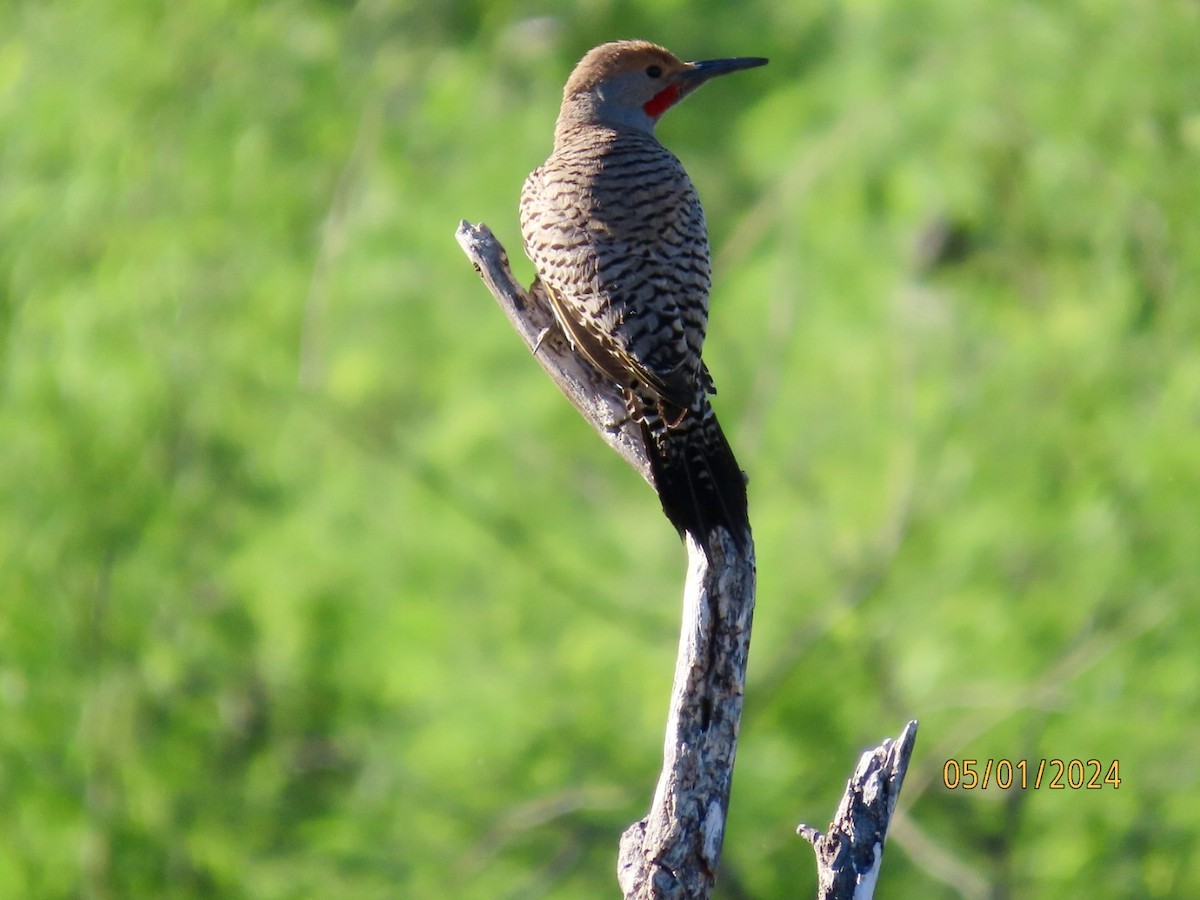 Gilded Flicker - Deborah Lauper