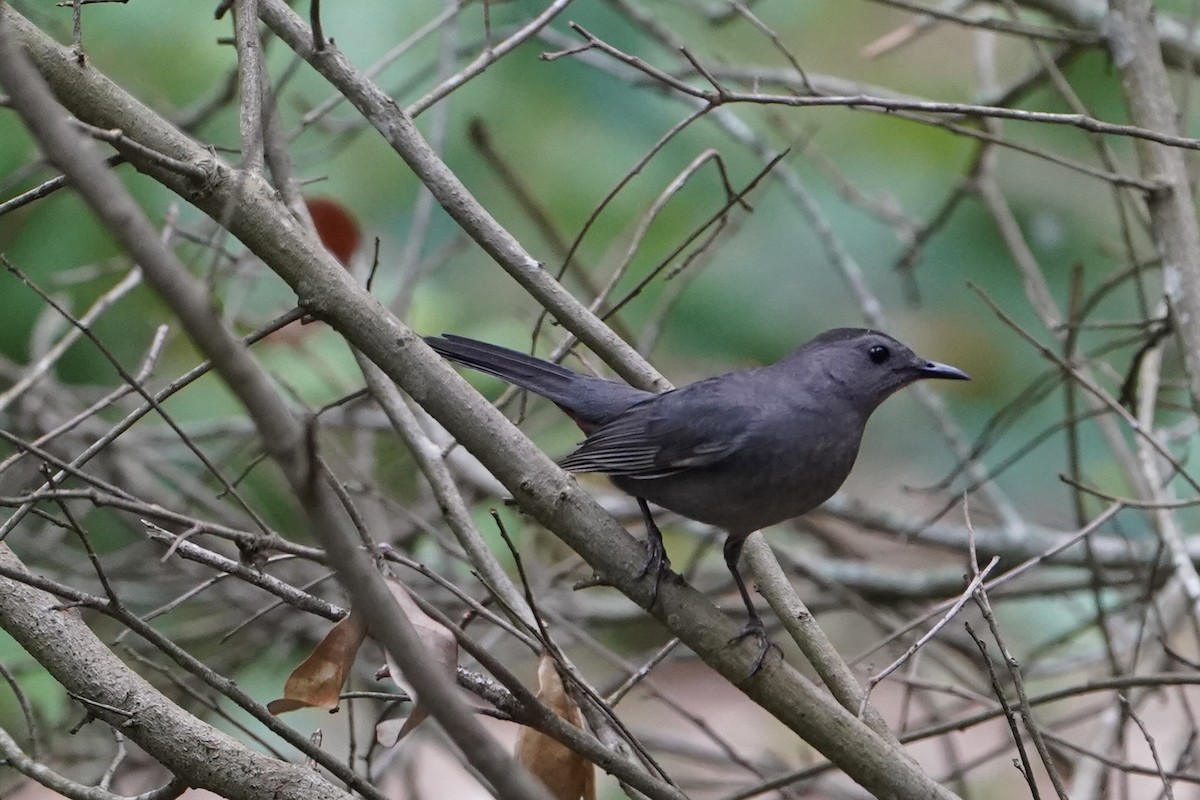 Gray Catbird - MIck Griffin