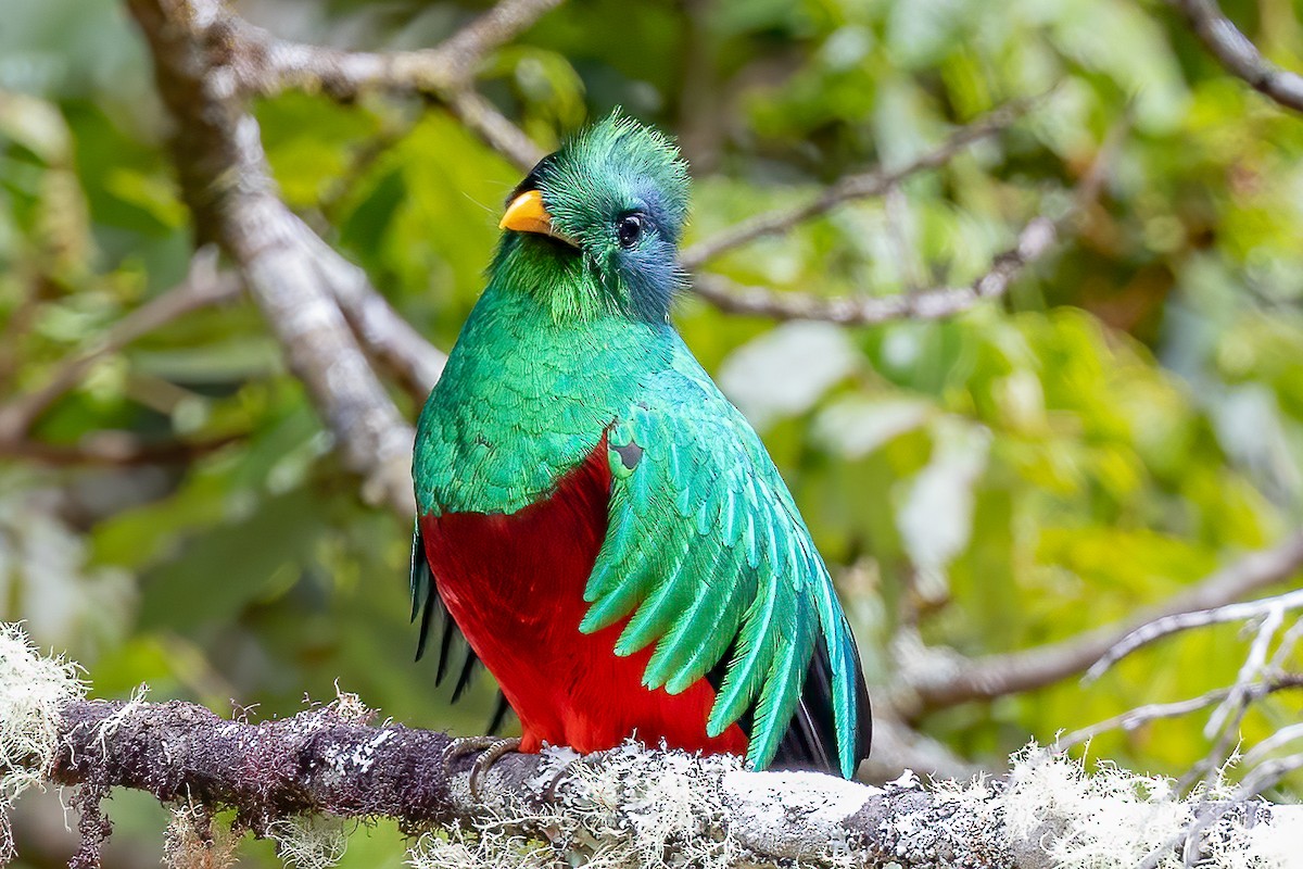 Resplendent Quetzal (Costa Rican) - Chris S. Wood