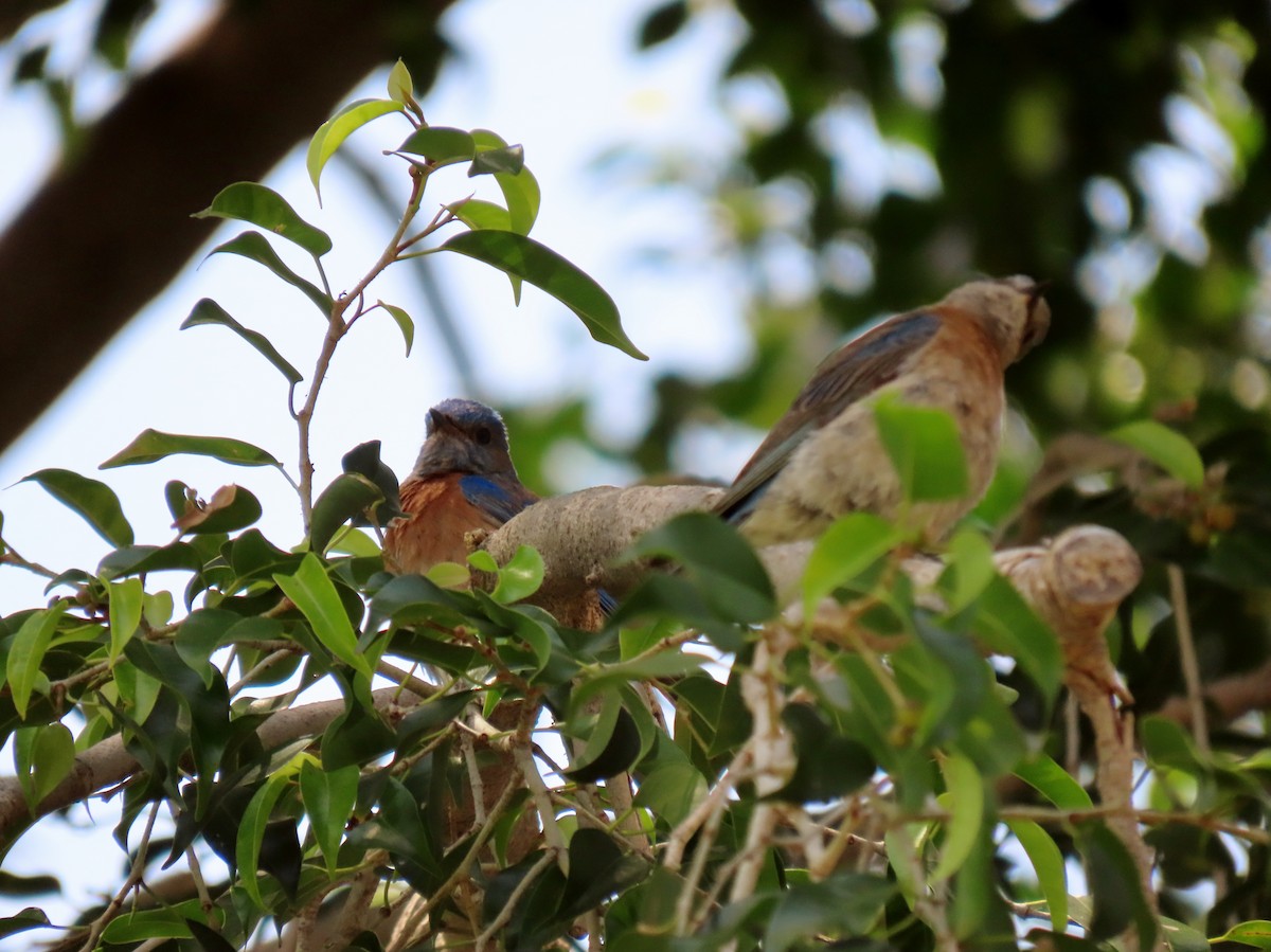 Western Bluebird - Donna Bray