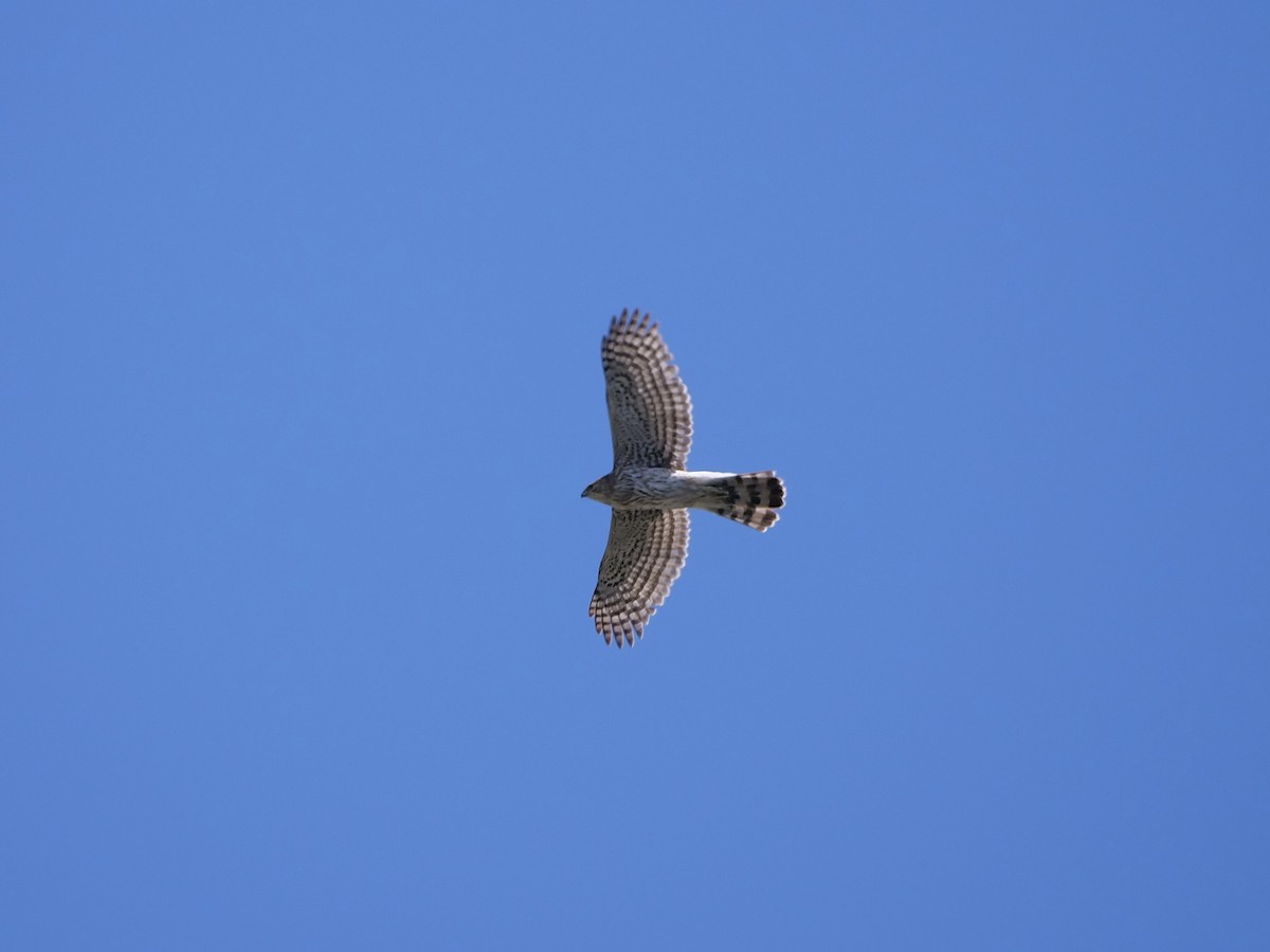 Cooper's Hawk - Karen Coupland