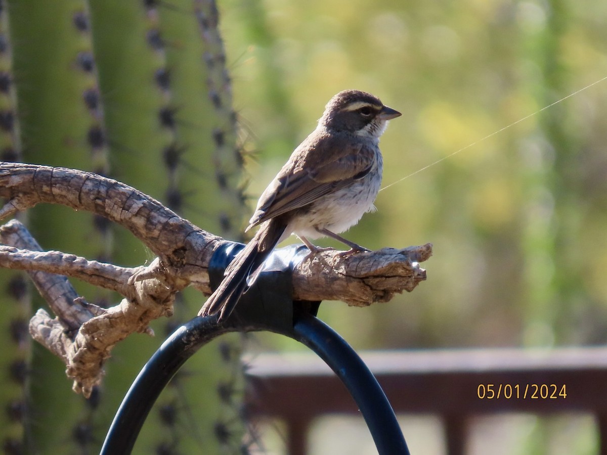 Black-throated Sparrow - Deborah Lauper