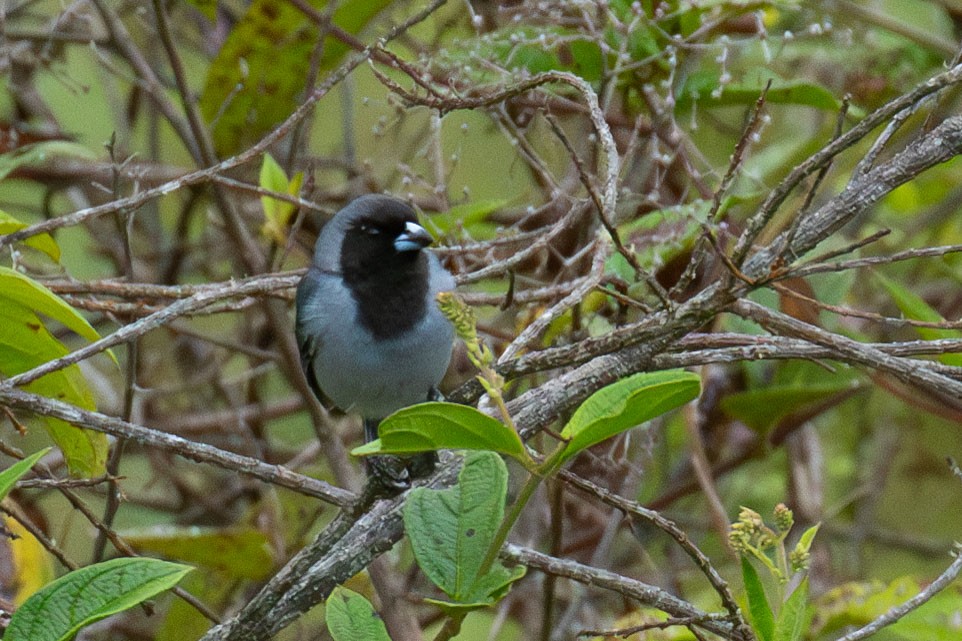 Black-faced Tanager - Celesta von Chamier