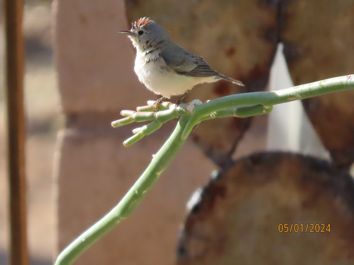 Lucy's Warbler - Deborah Lauper