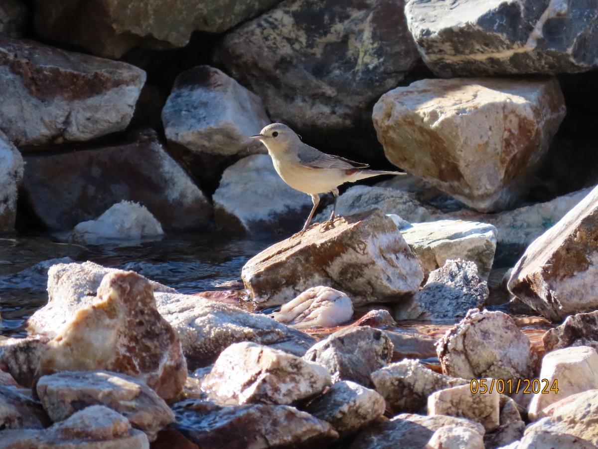 Lucy's Warbler - Deborah Lauper