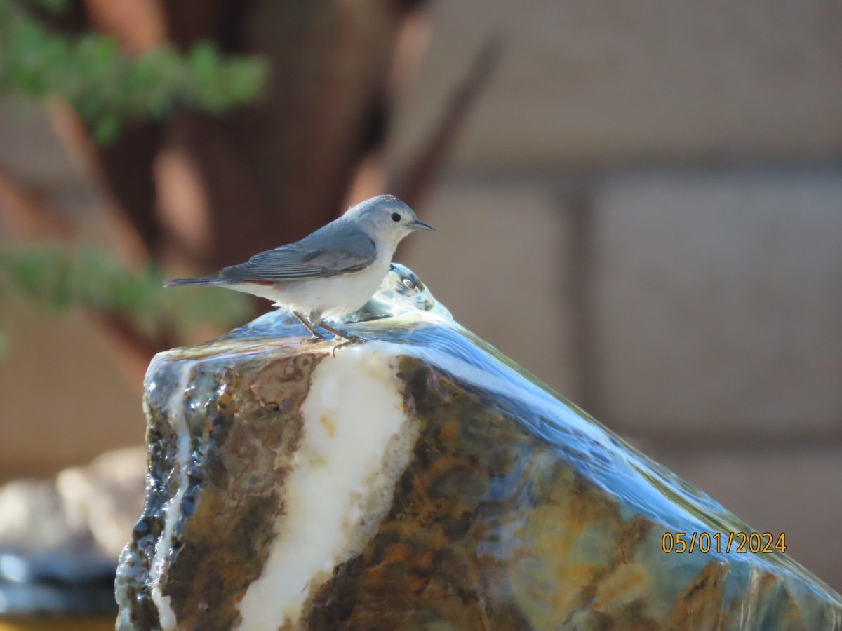 Lucy's Warbler - Deborah Lauper