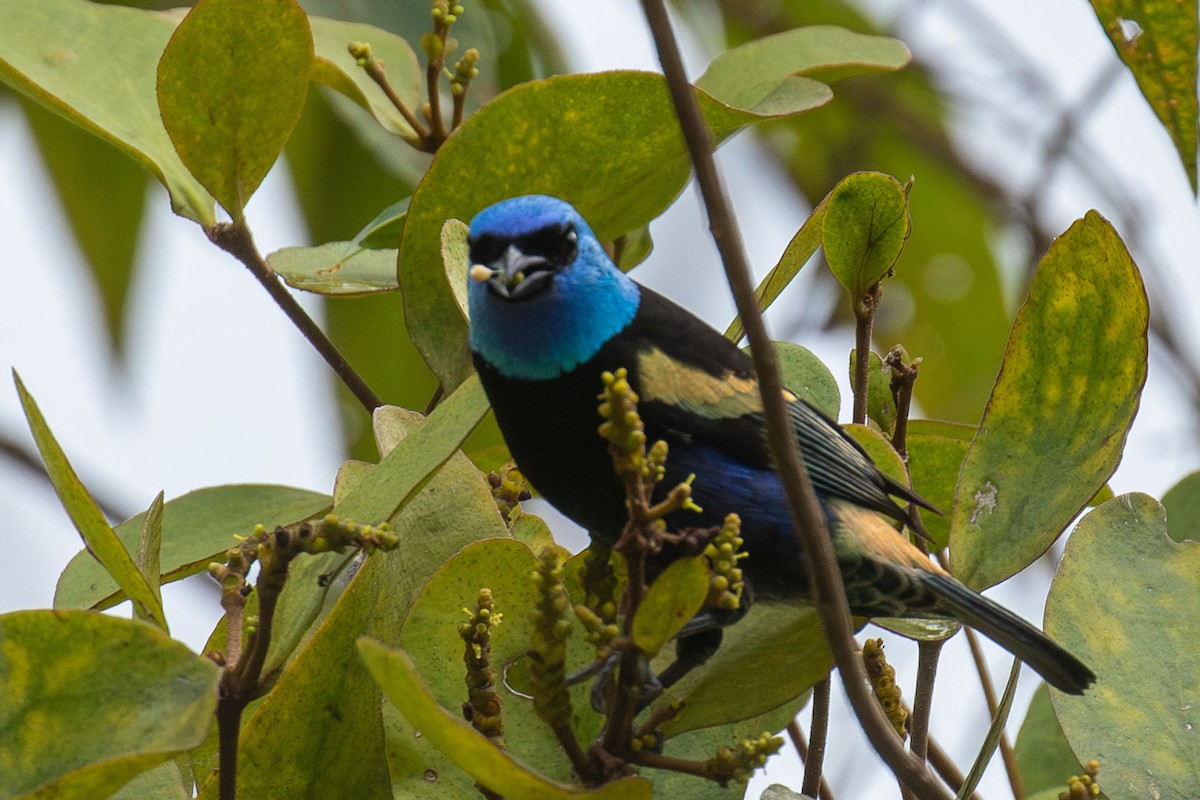 Blue-necked Tanager - Celesta von Chamier