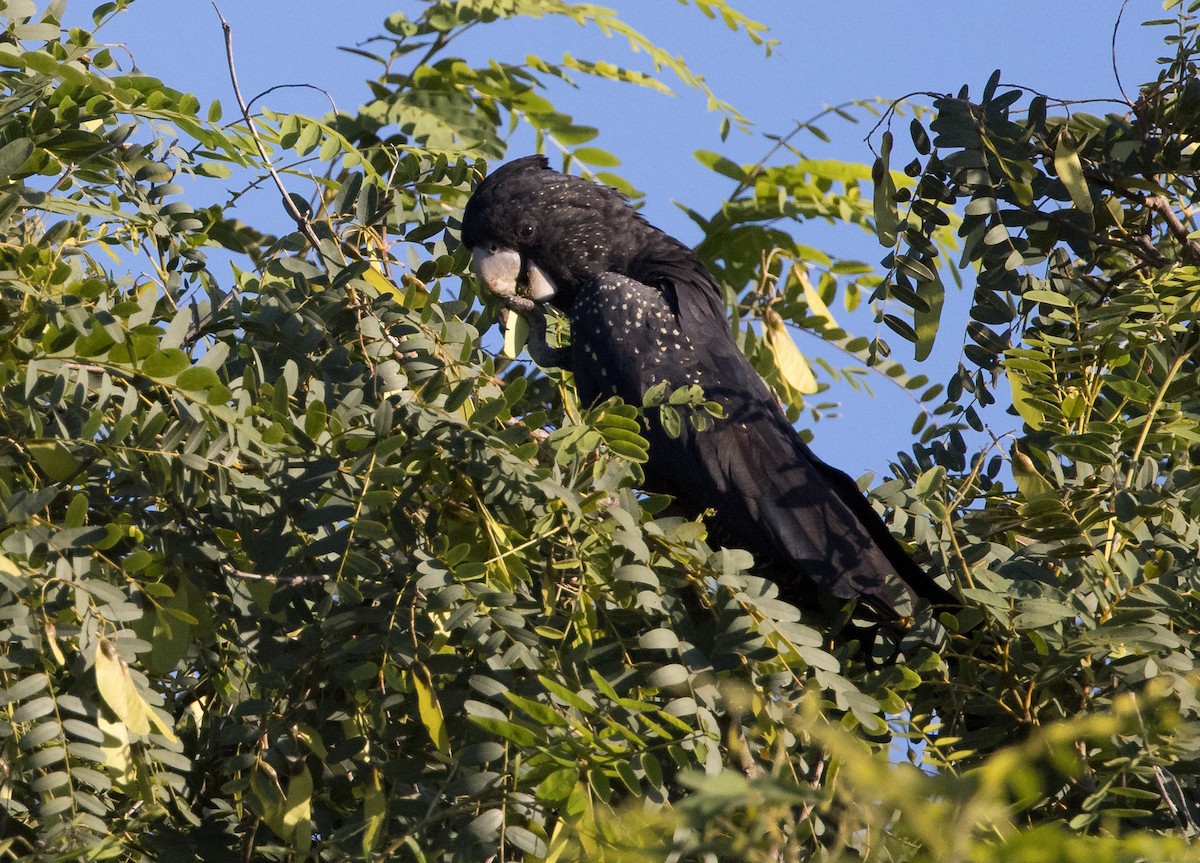 Red-tailed Black-Cockatoo - Chris Barnes