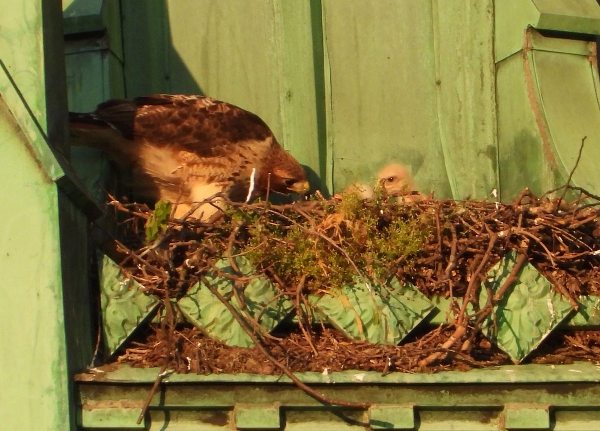 rødstjertvåk - ML618297169