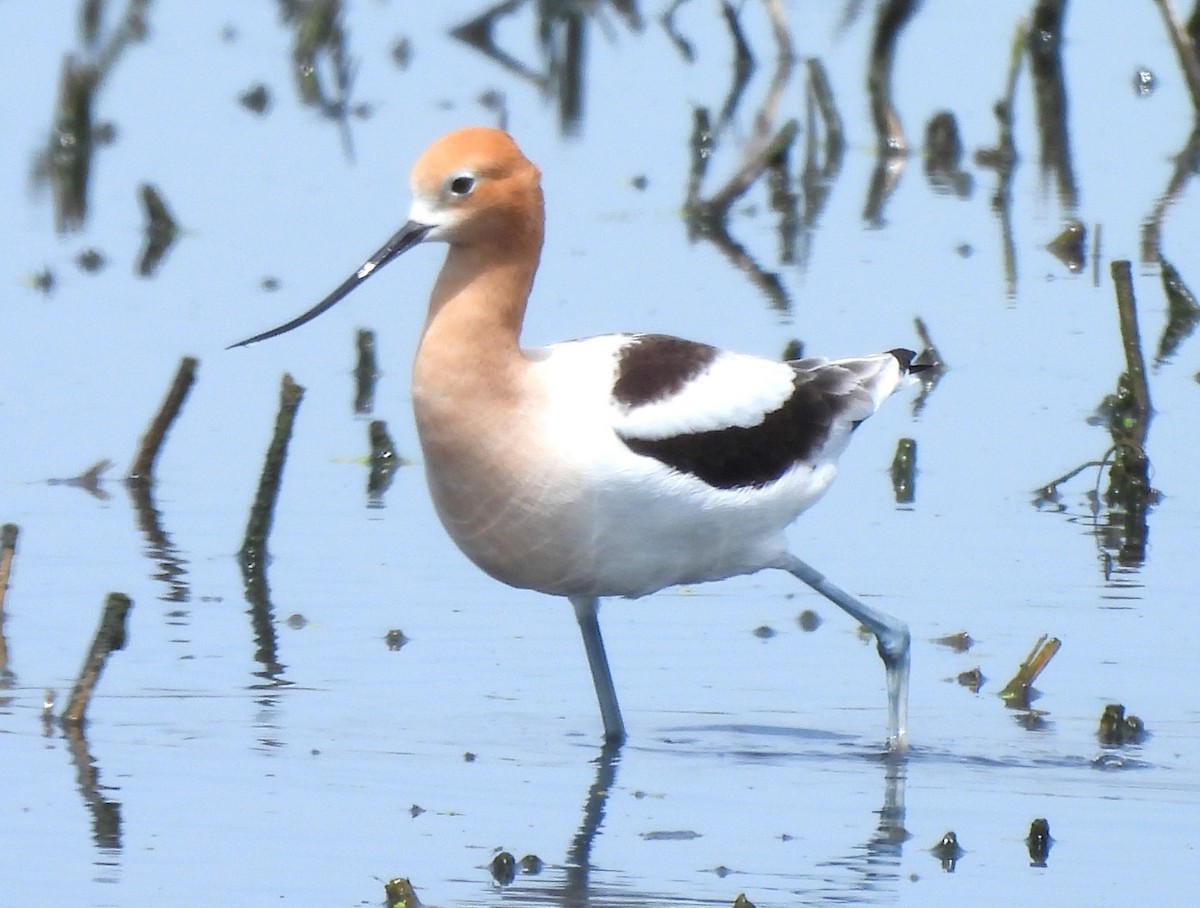 American Avocet - Paul McKenzie