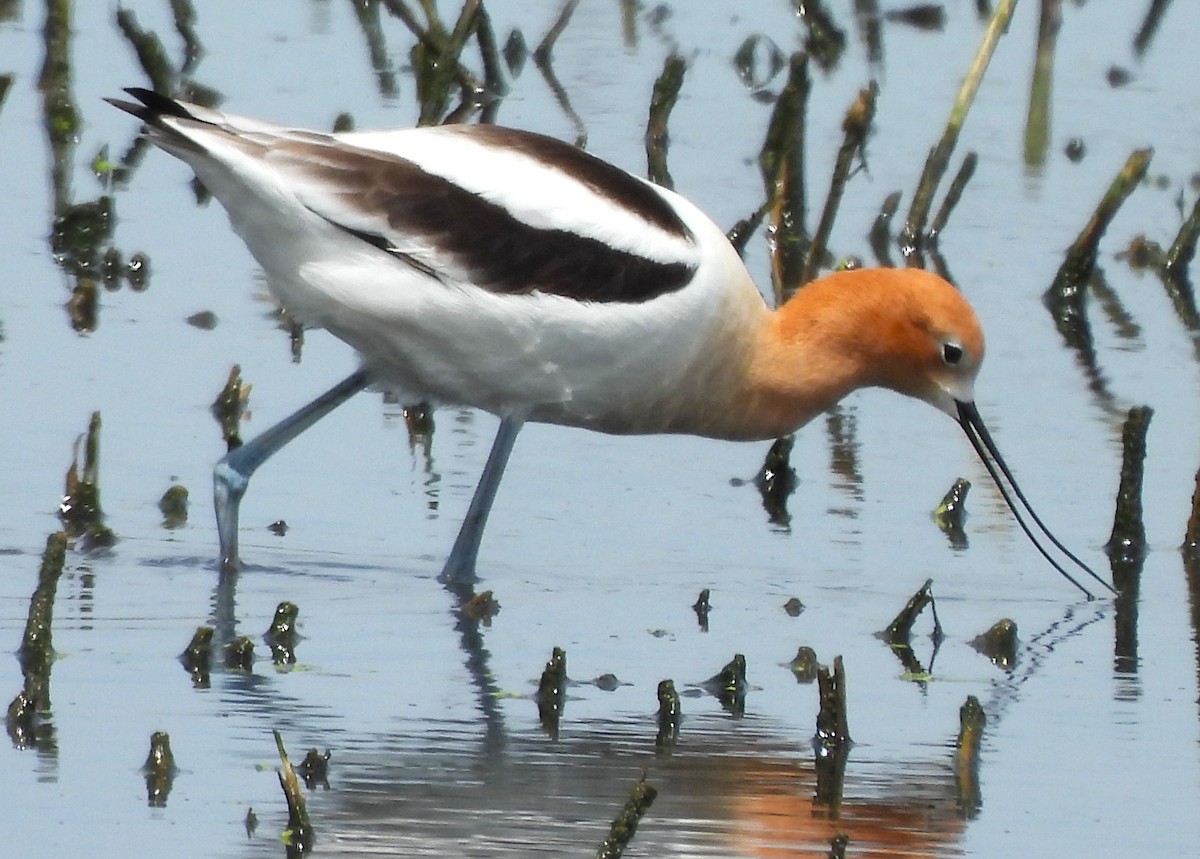 American Avocet - Paul McKenzie