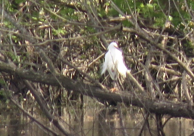 Snowy Egret - Lisa D