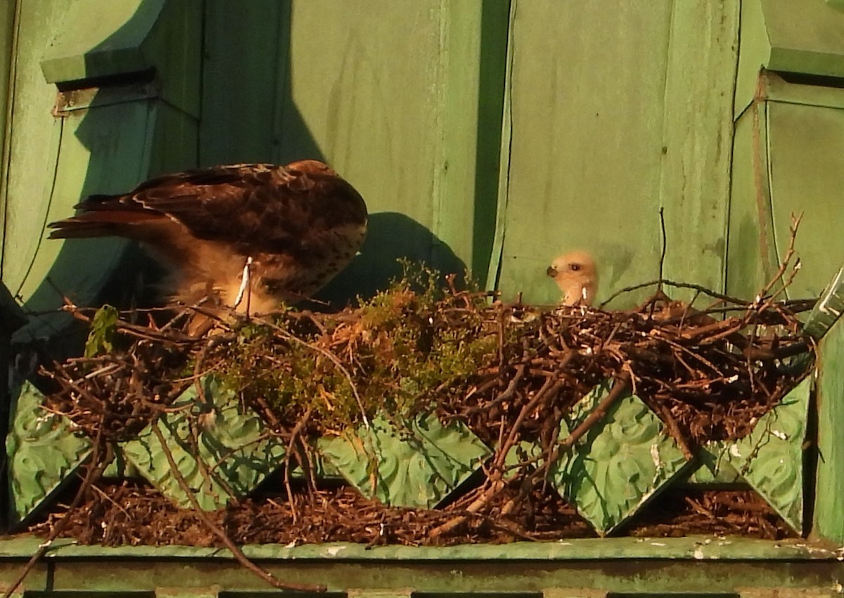 rødstjertvåk - ML618297185