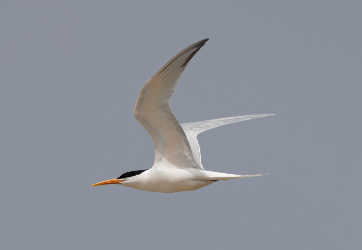 Elegant Tern - ML618297198