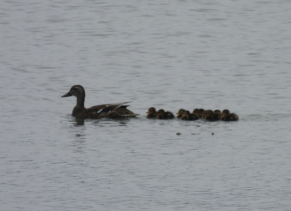 Canard colvert - ML618297201