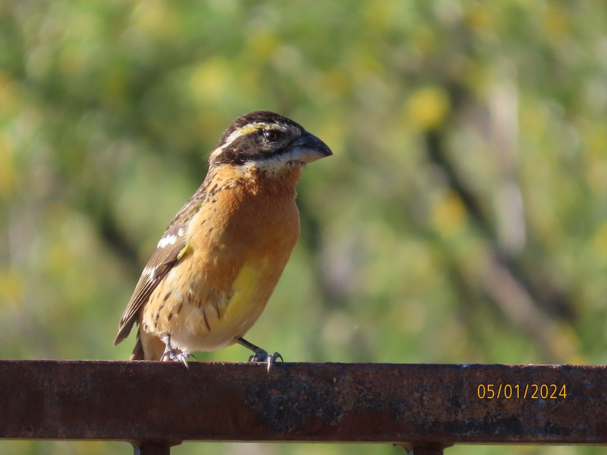 Black-headed Grosbeak - Deborah Lauper