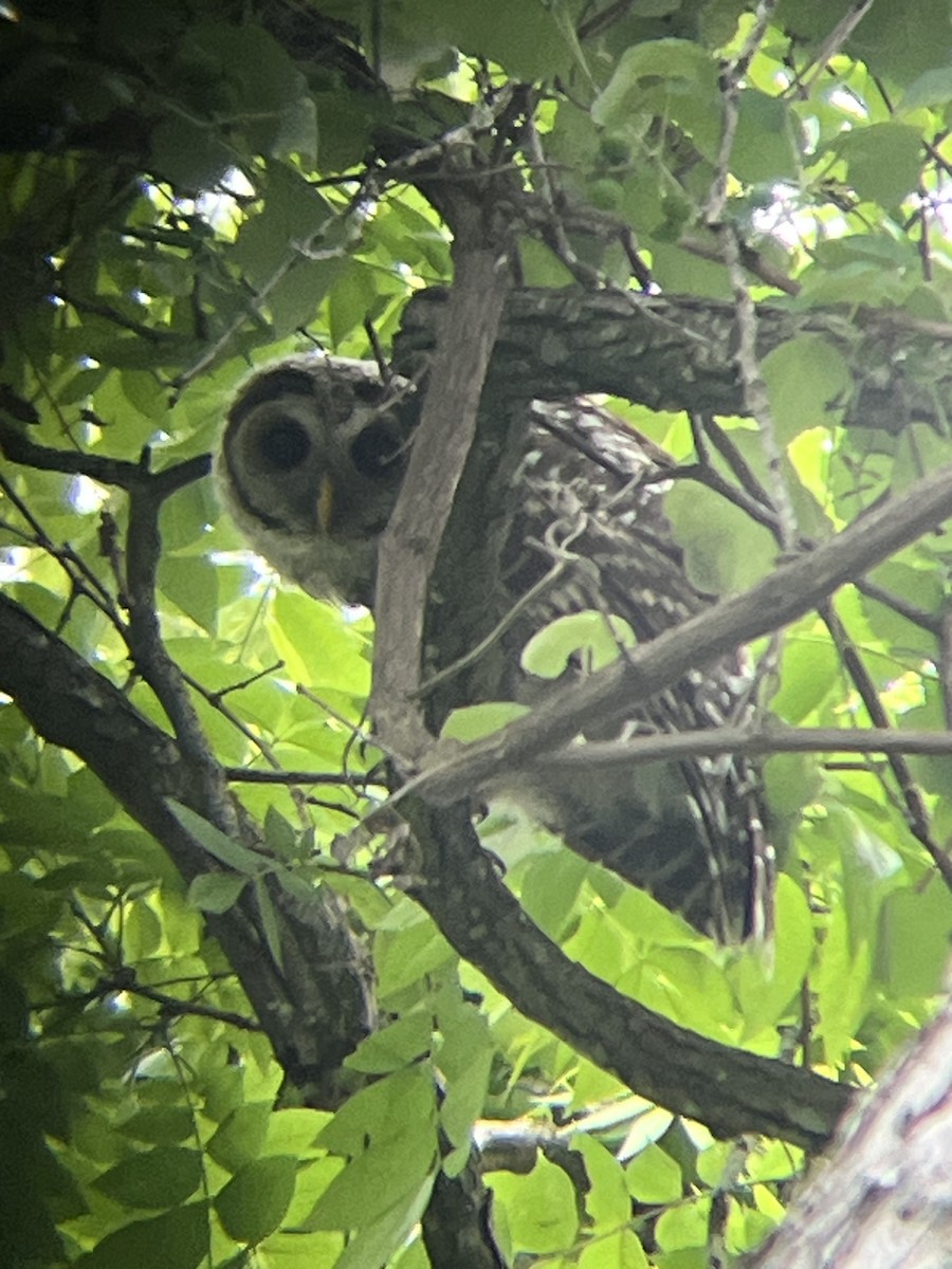 Barred Owl - ML618297234