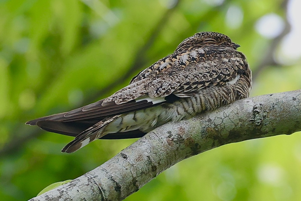 Common Nighthawk - ML618297243