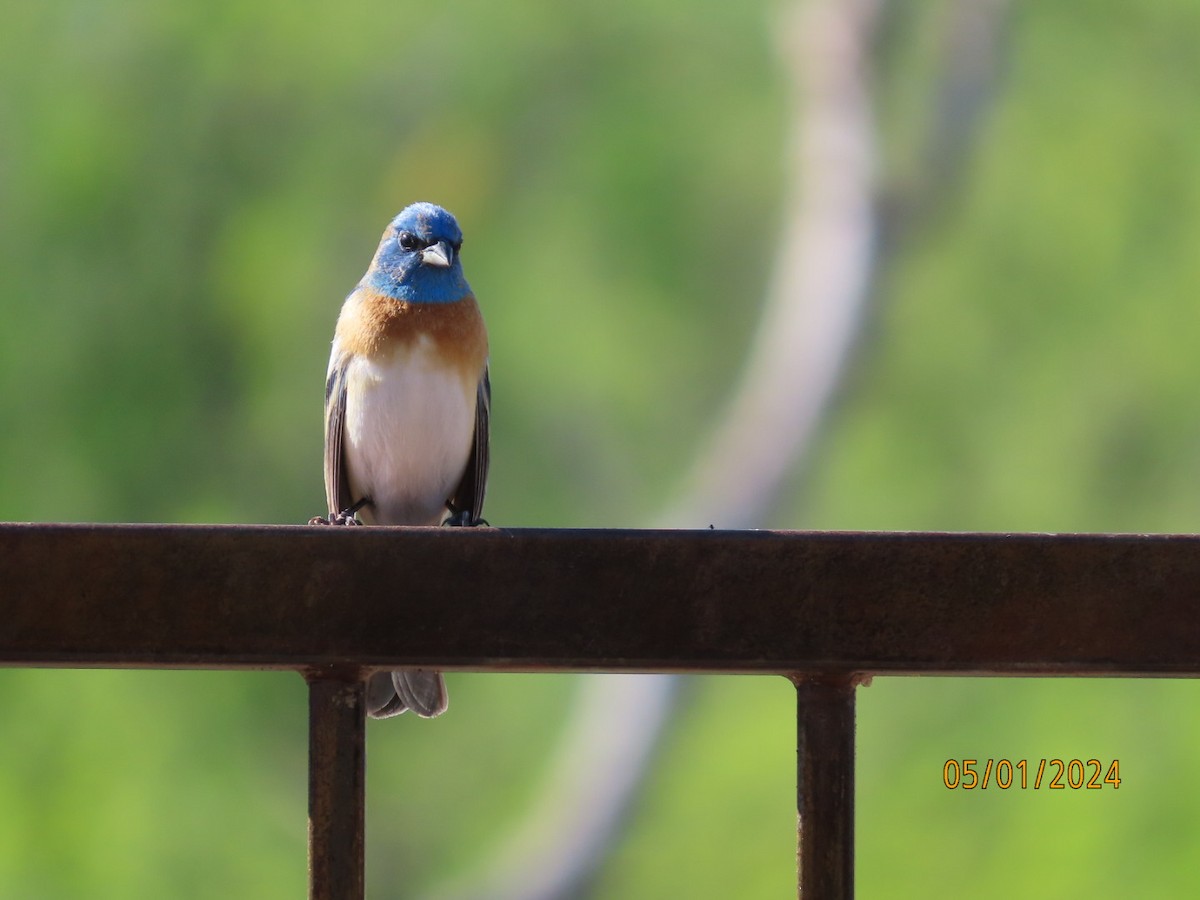 Lazuli Bunting - Deborah Lauper