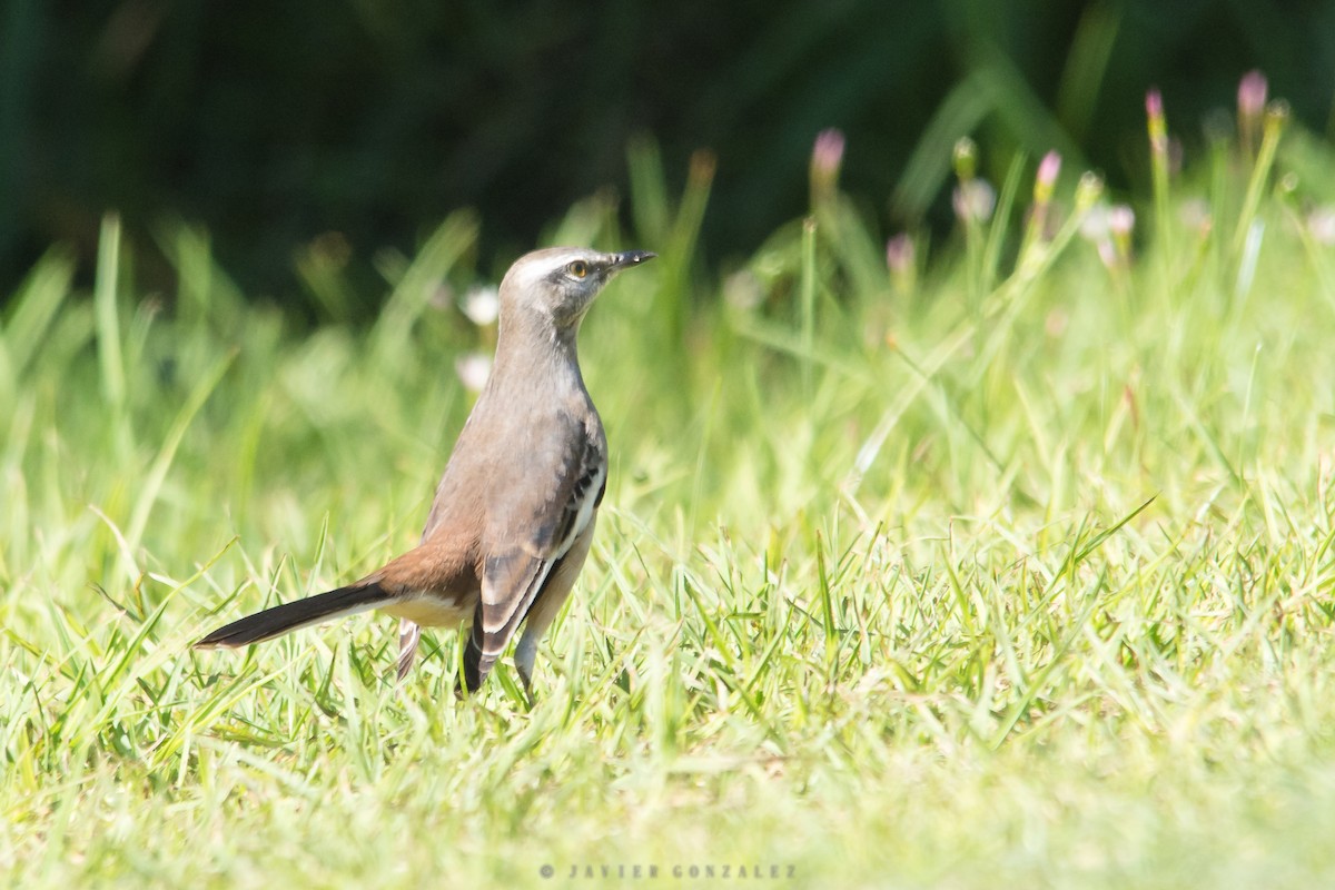 White-banded Mockingbird - Javier González