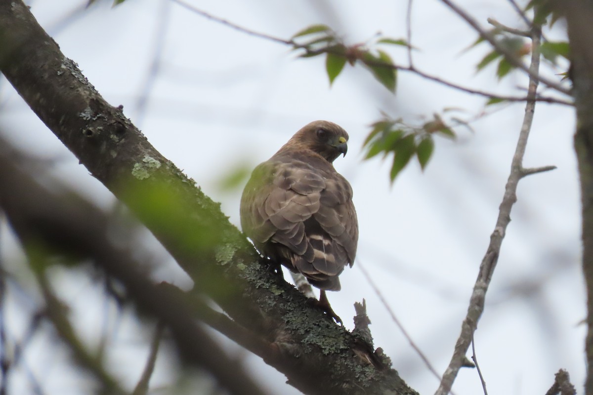 Broad-winged Hawk - ML618297287