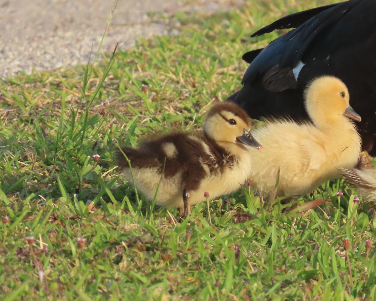 Muscovy Duck (Domestic type) - Laurie Witkin