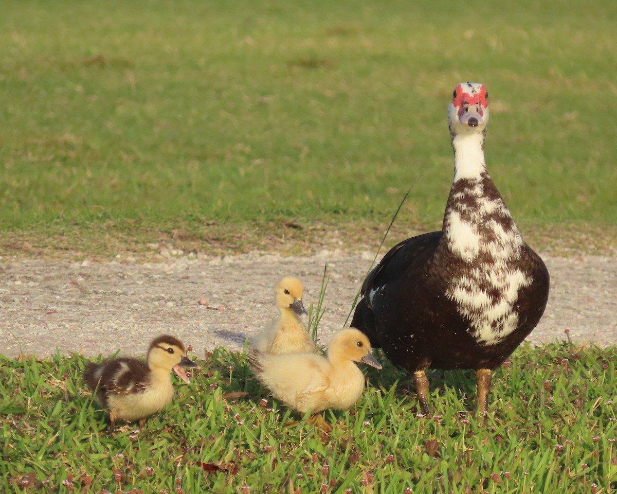 Muscovy Duck (Domestic type) - Laurie Witkin