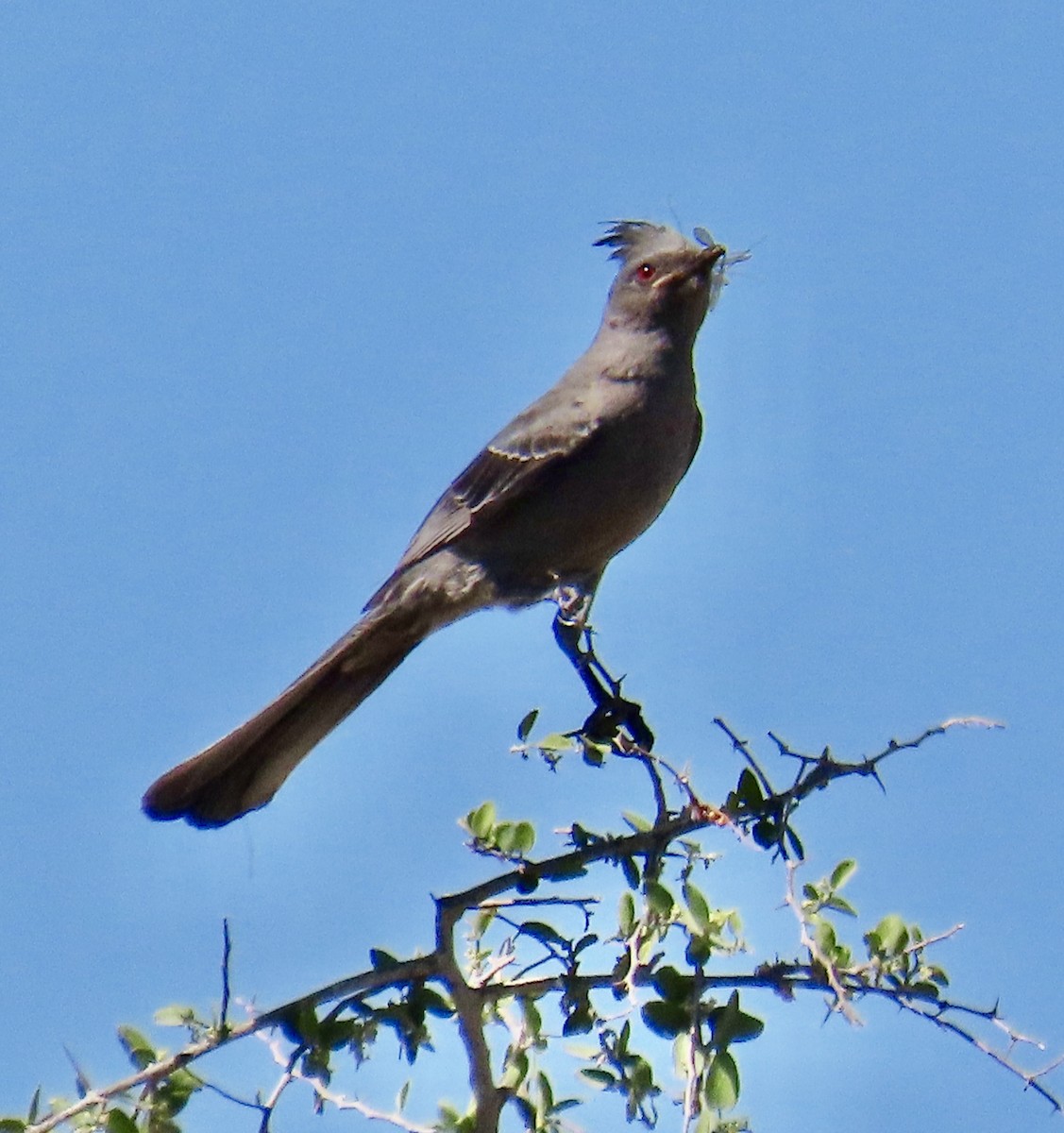 Phainopepla - Don Witter