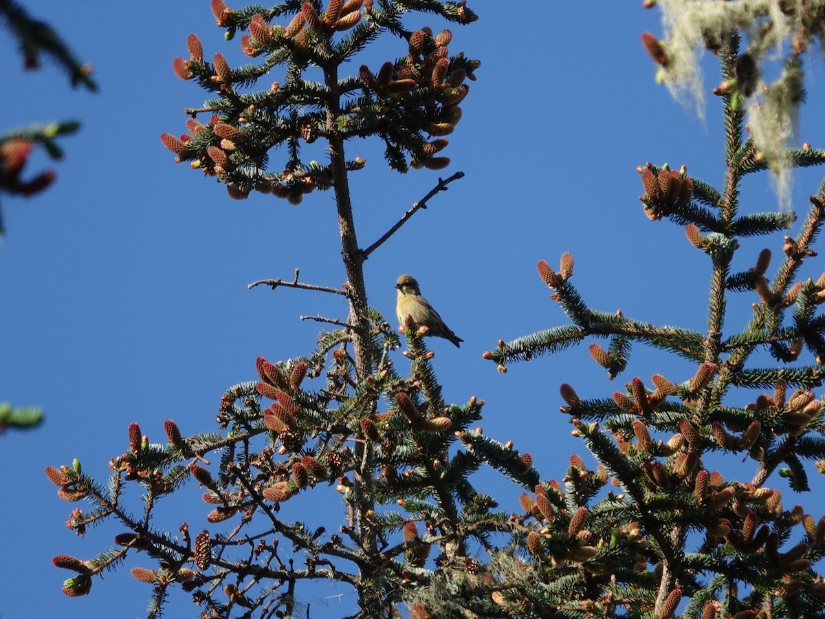 Red Crossbill - Donna Nordstrom