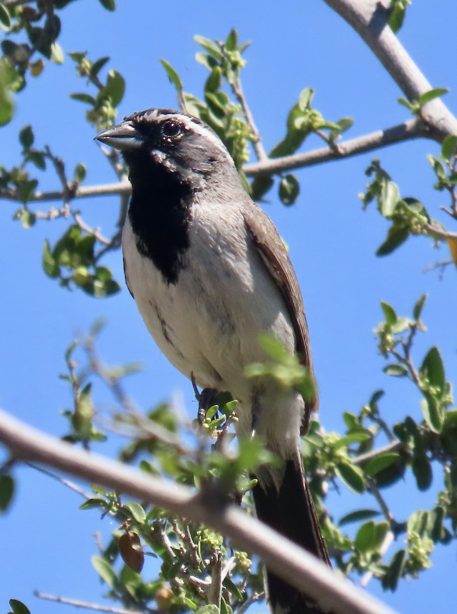 Black-throated Sparrow - Don Witter