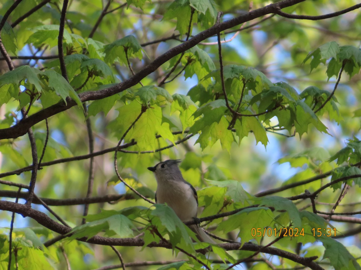 Tufted Titmouse - Carrie Sweredoski