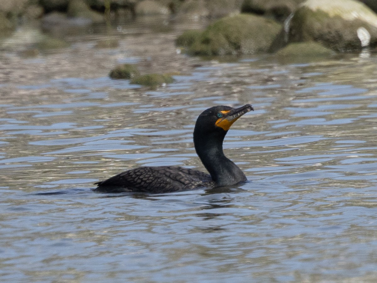 Double-crested Cormorant - David Barton