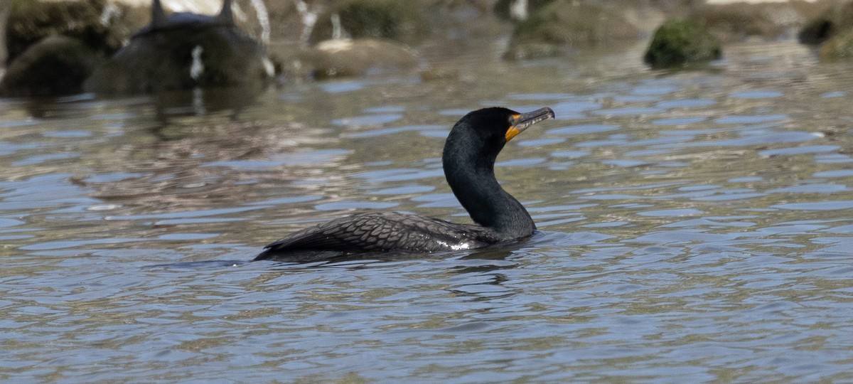 Double-crested Cormorant - David Barton