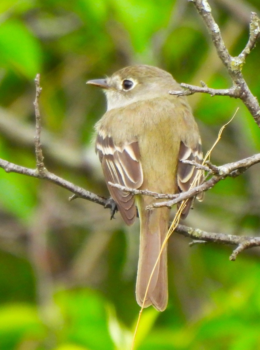 Least Flycatcher - Paul McKenzie