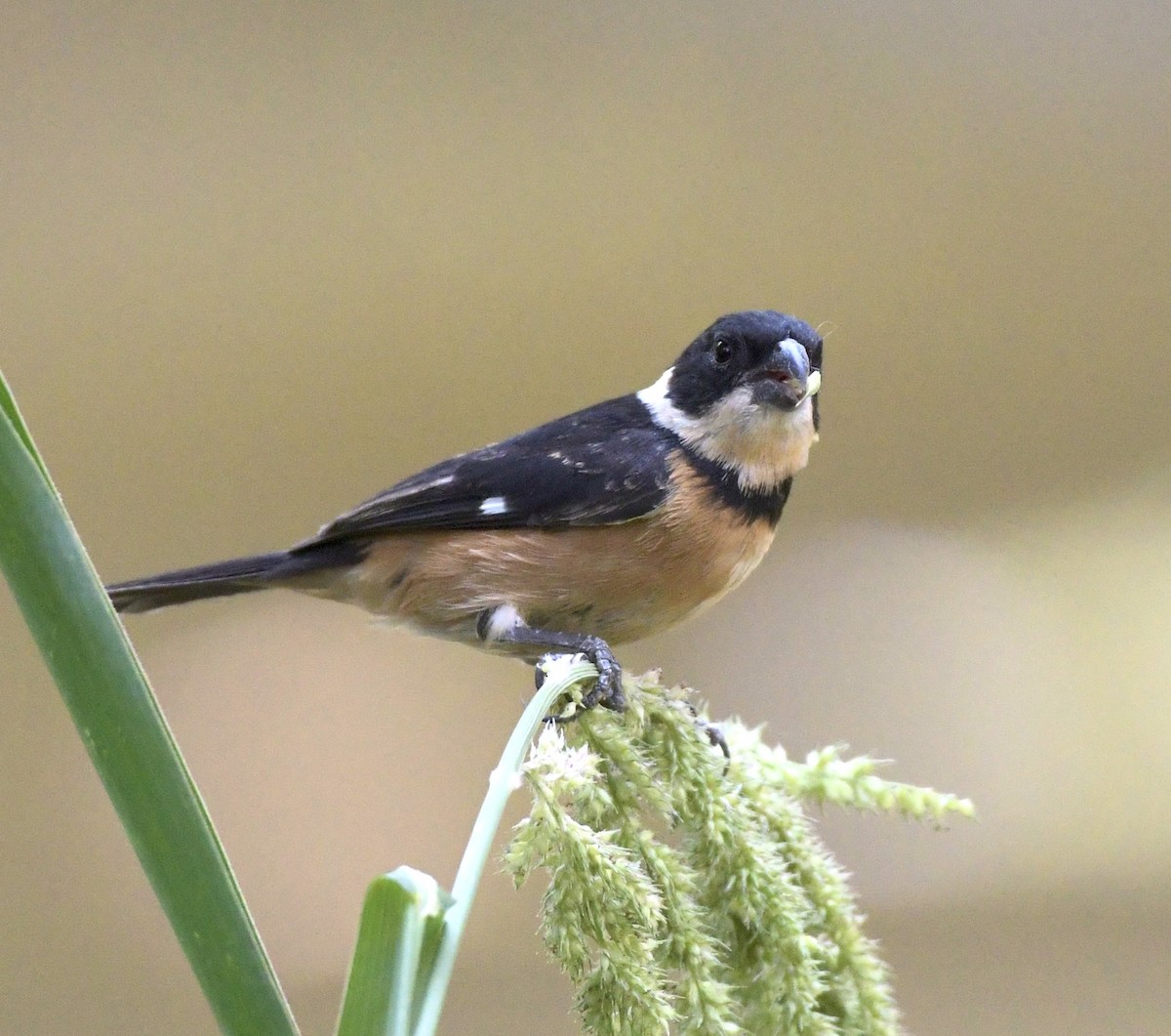 Cinnamon-rumped Seedeater - Fernando Ortiz