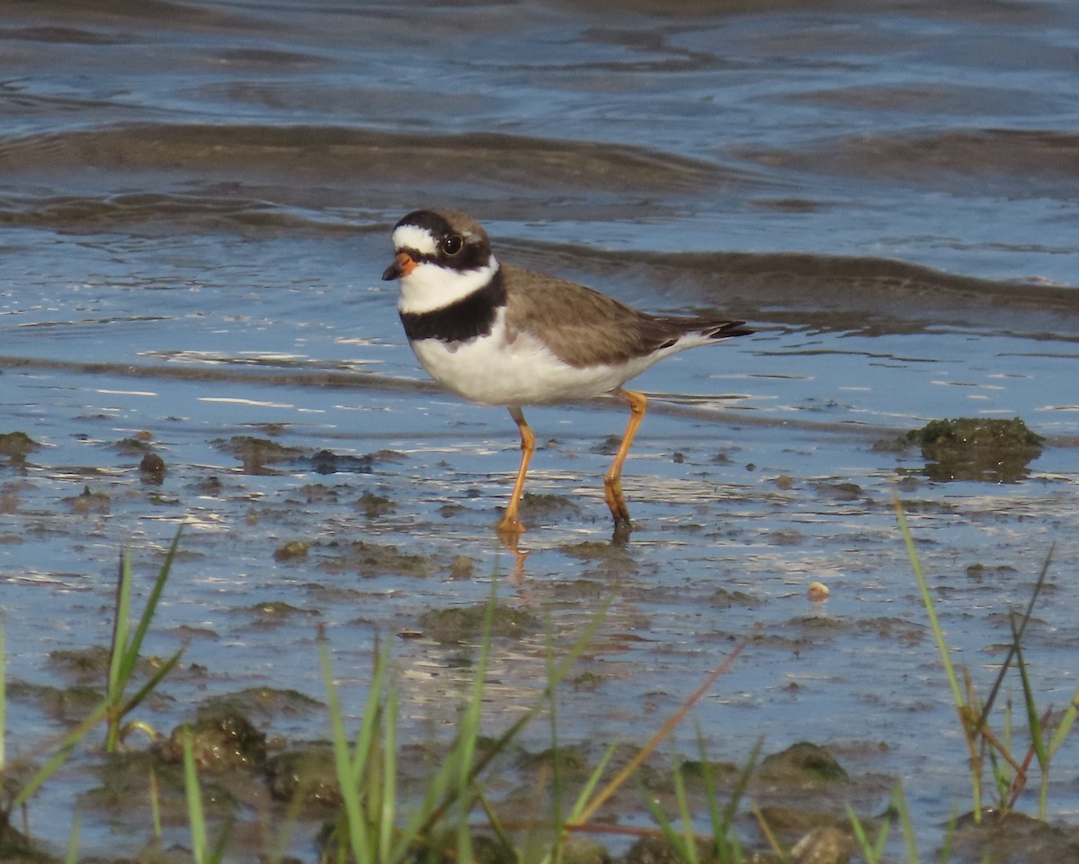 Semipalmated Plover - Laurie Witkin