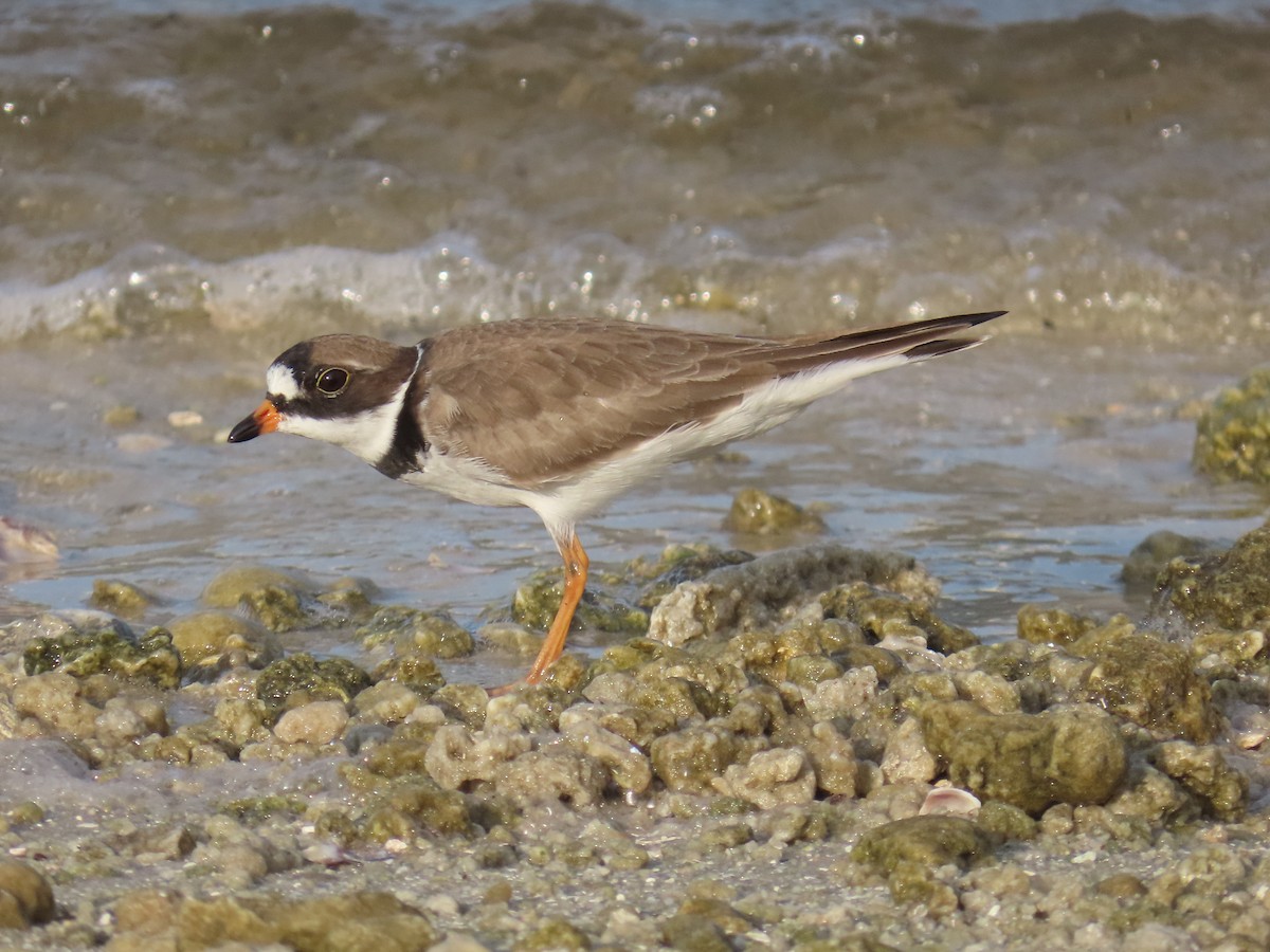 Semipalmated Plover - Laurie Witkin