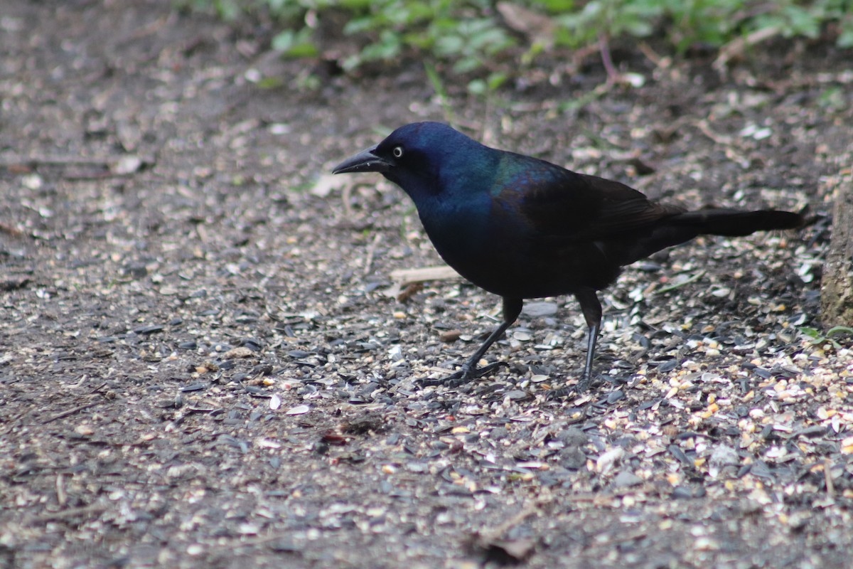 Common Grackle - Cindy Grimes