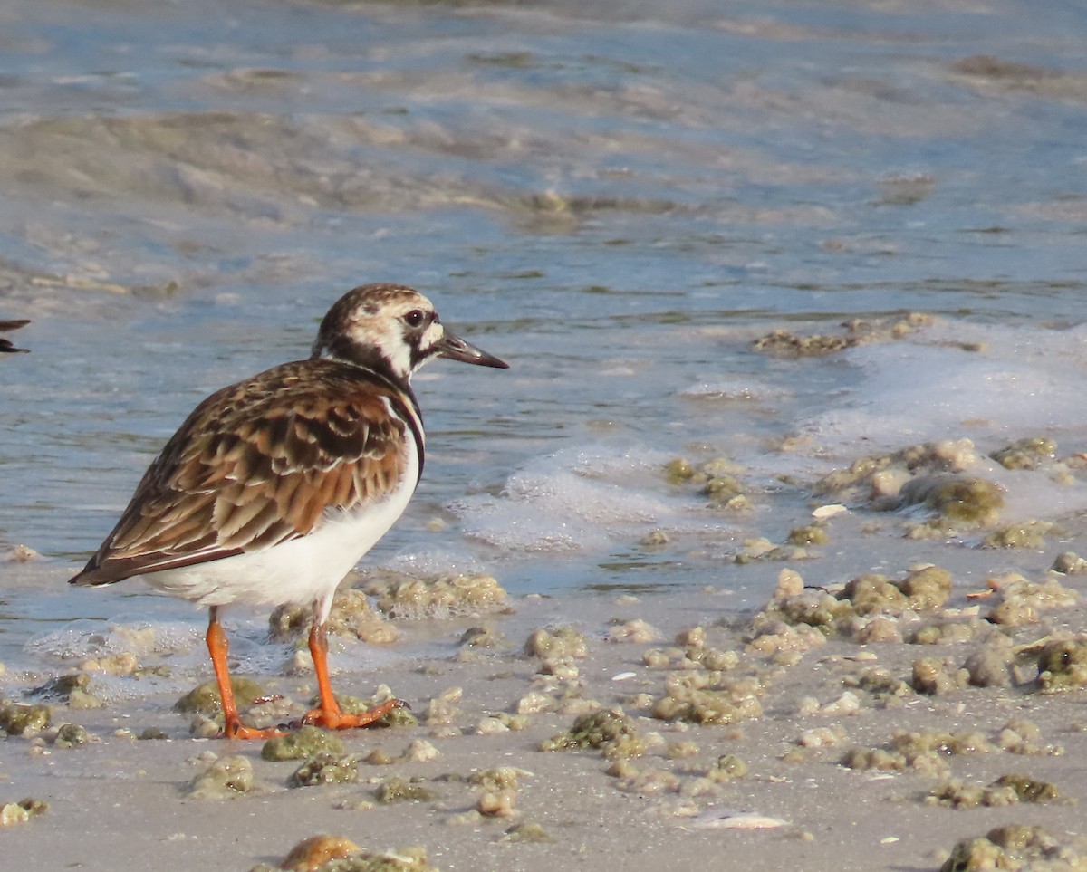 Ruddy Turnstone - Laurie Witkin