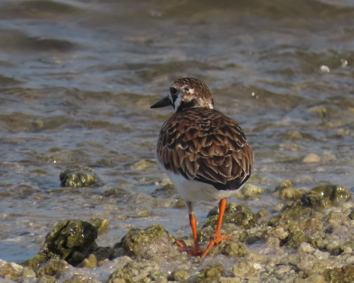 Ruddy Turnstone - Laurie Witkin