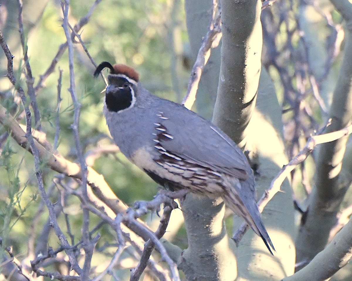 Gambel's Quail - Ted Wolff