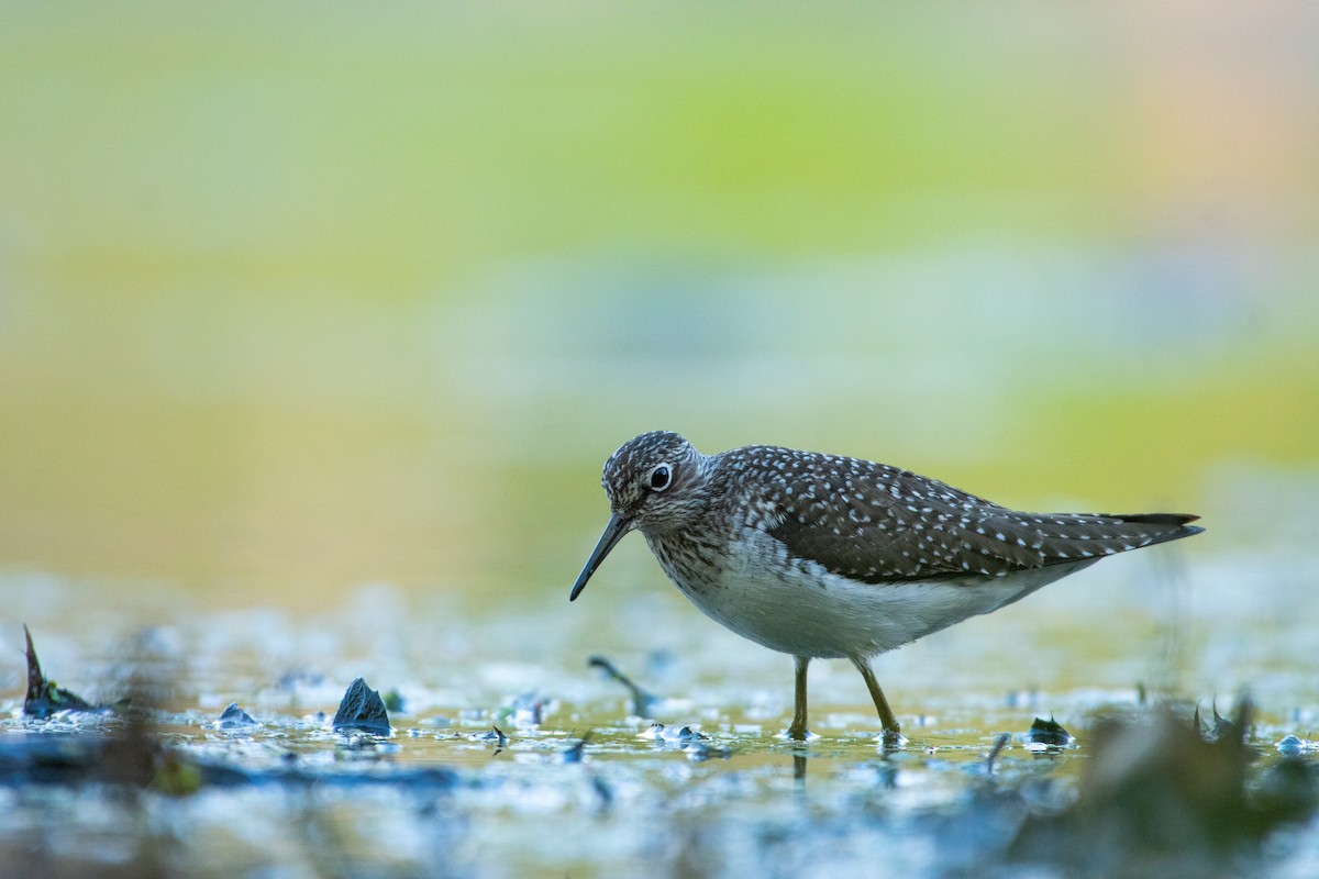 Solitary Sandpiper - ML618297505