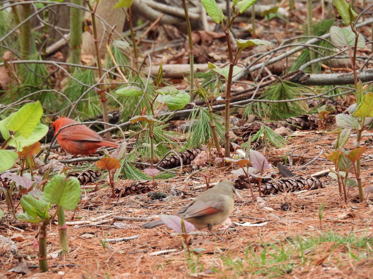 Northern Cardinal - Emily Szczypek