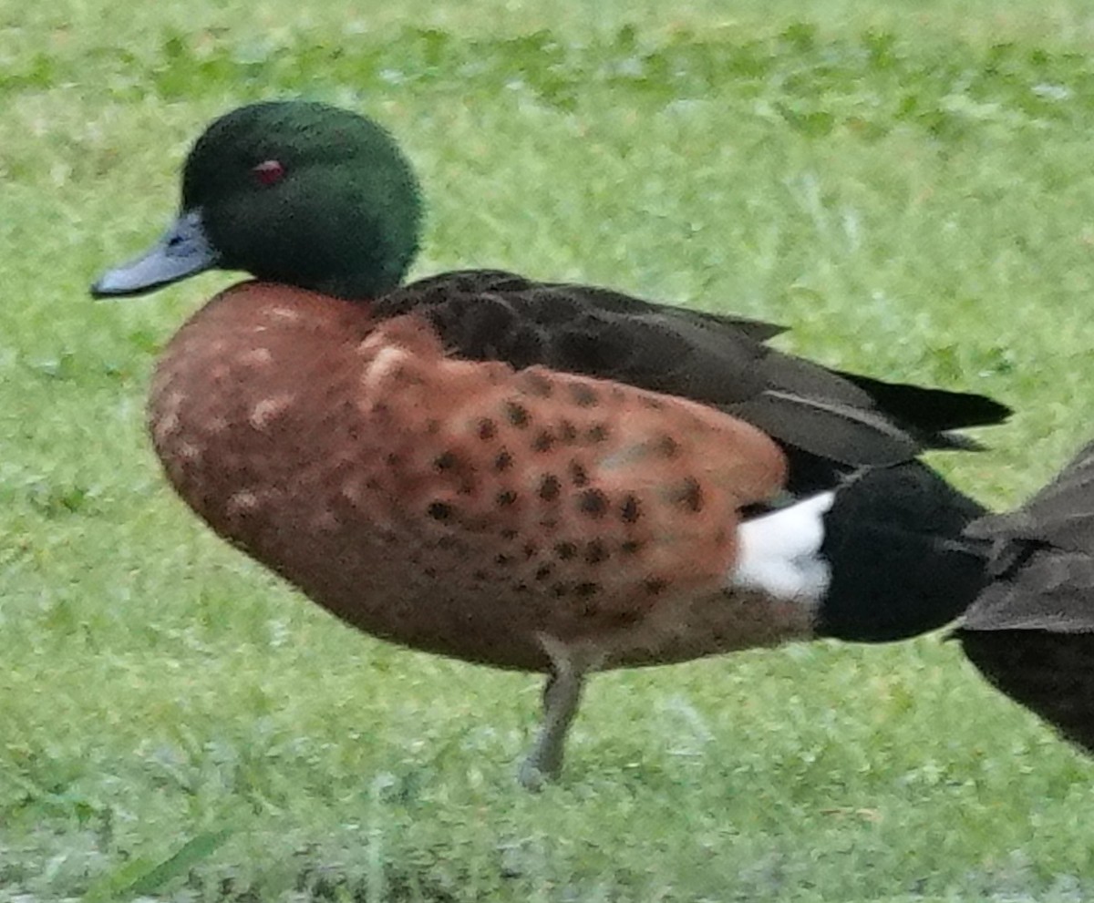 Chestnut Teal - Alan Coates