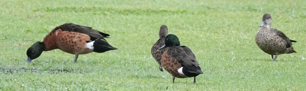 Chestnut Teal - Alan Coates