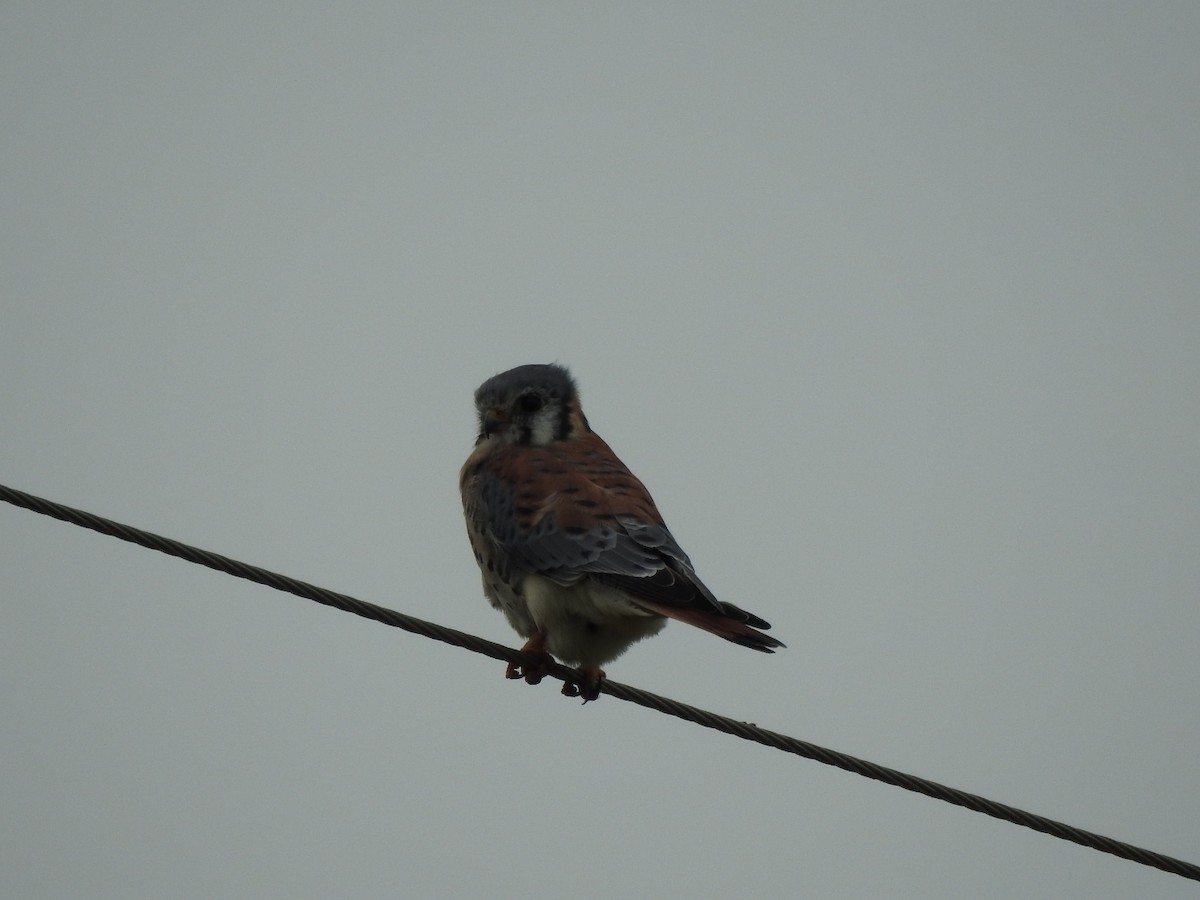 American Kestrel - ML618297533