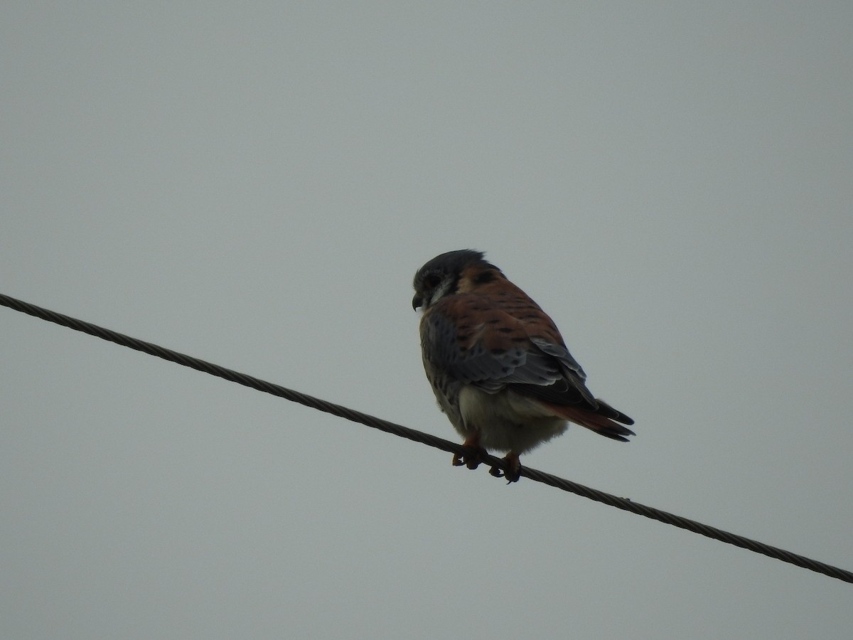 American Kestrel - ML618297534