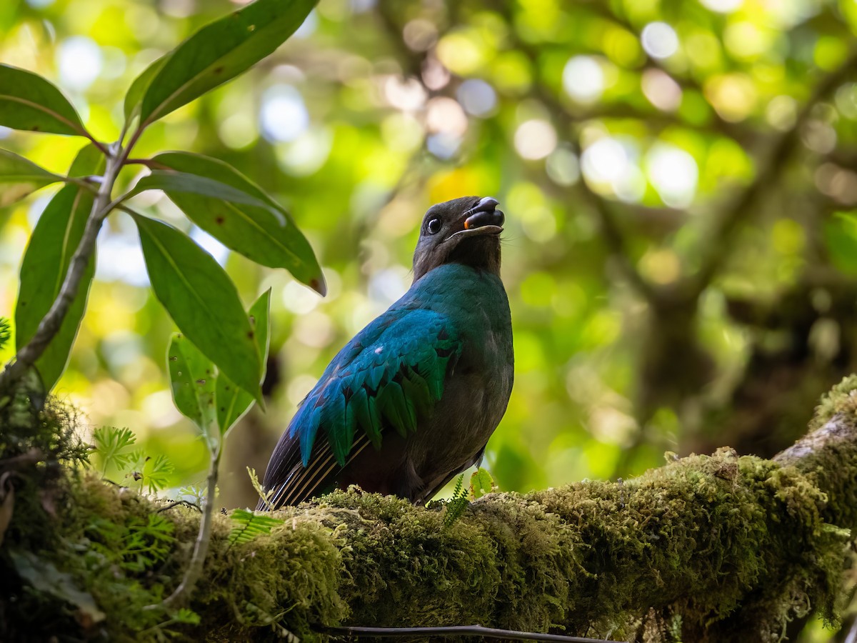 Resplendent Quetzal - Sean Sparrow